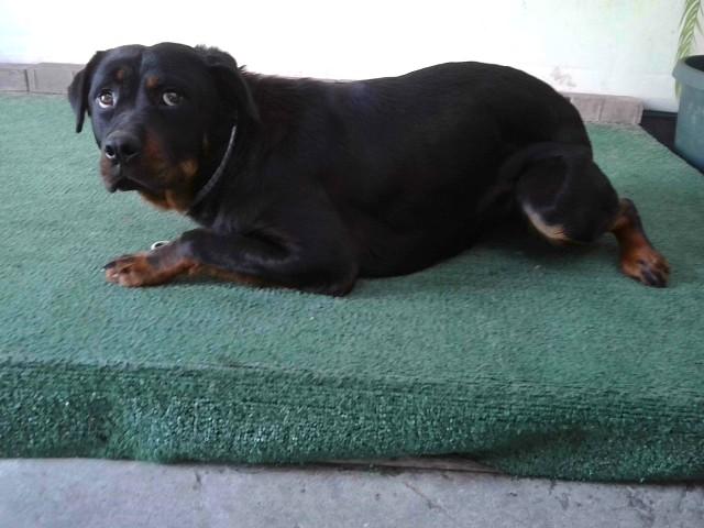 OSA, Adoptable, Young Female Rottweiler & Mixed Breed.