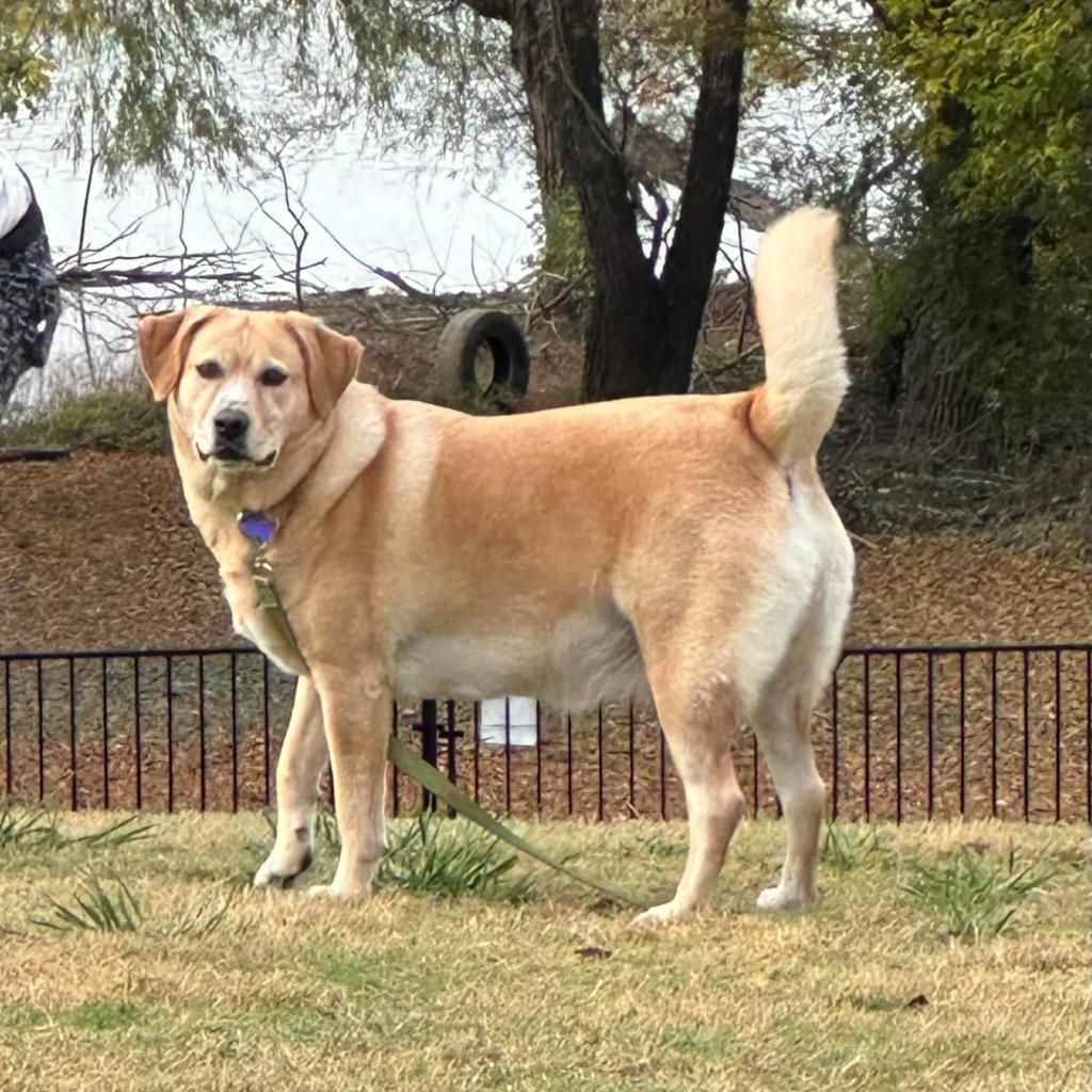 Melly W502, Adoptable, Senior Female Yellow Labrador Retriever.