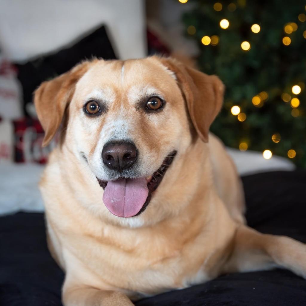 Enlarge Melly W502, a Adoptable Yellow Labrador Retriever in Allen, TX image 2/6