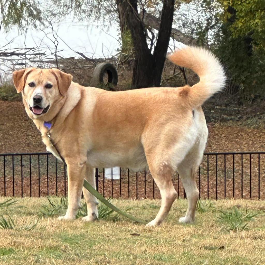Enlarge Melly W502, a Adoptable Yellow Labrador Retriever in Allen, TX image 3/6