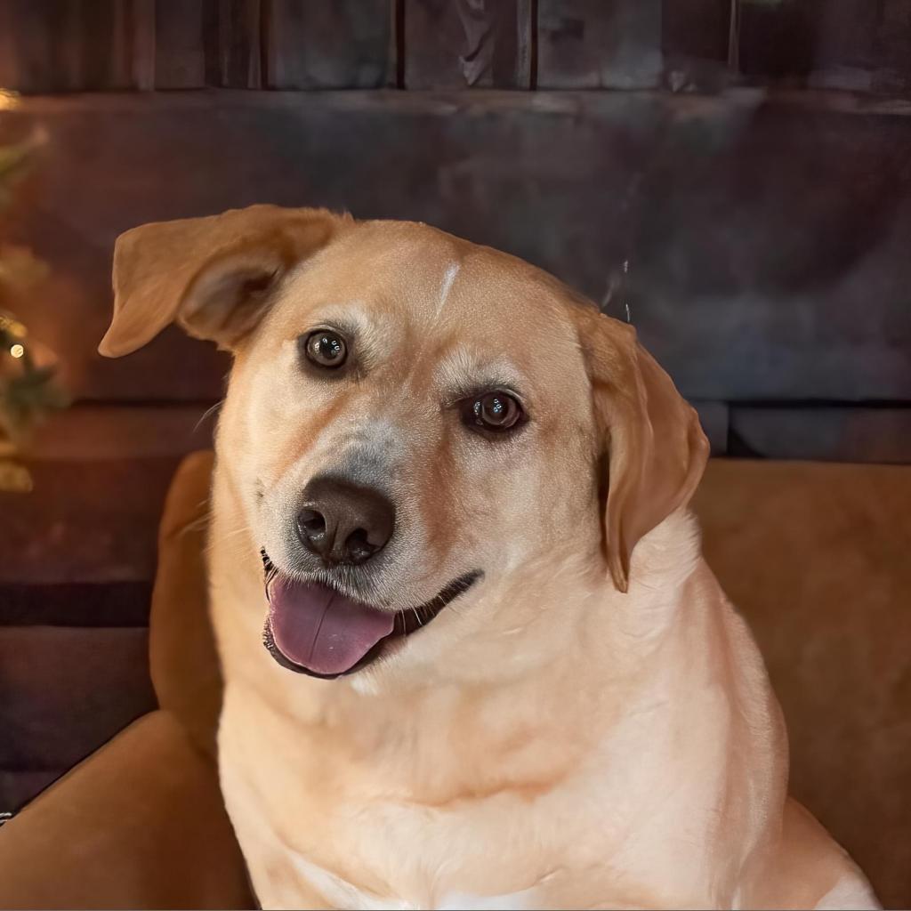 Enlarge Melly W502, a Adoptable Yellow Labrador Retriever in Allen, TX image 4/6