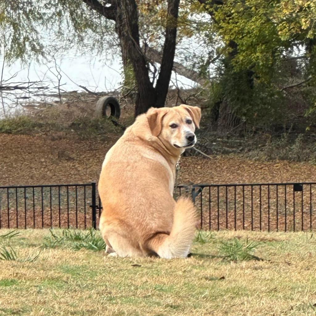 Enlarge Melly W502, a Adoptable Yellow Labrador Retriever in Allen, TX image 5/6