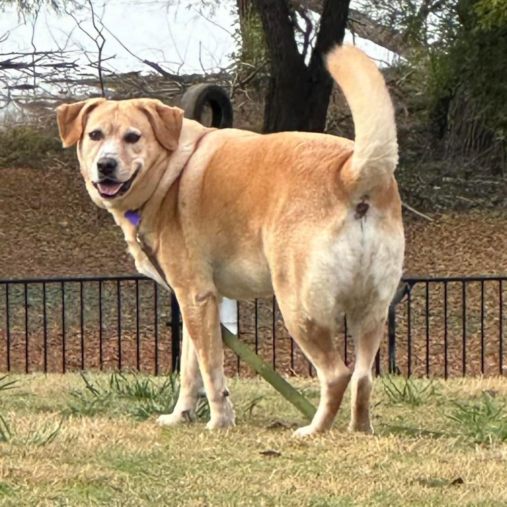 Enlarge Melly W502, a Adoptable Yellow Labrador Retriever in Allen, TX image 6/6