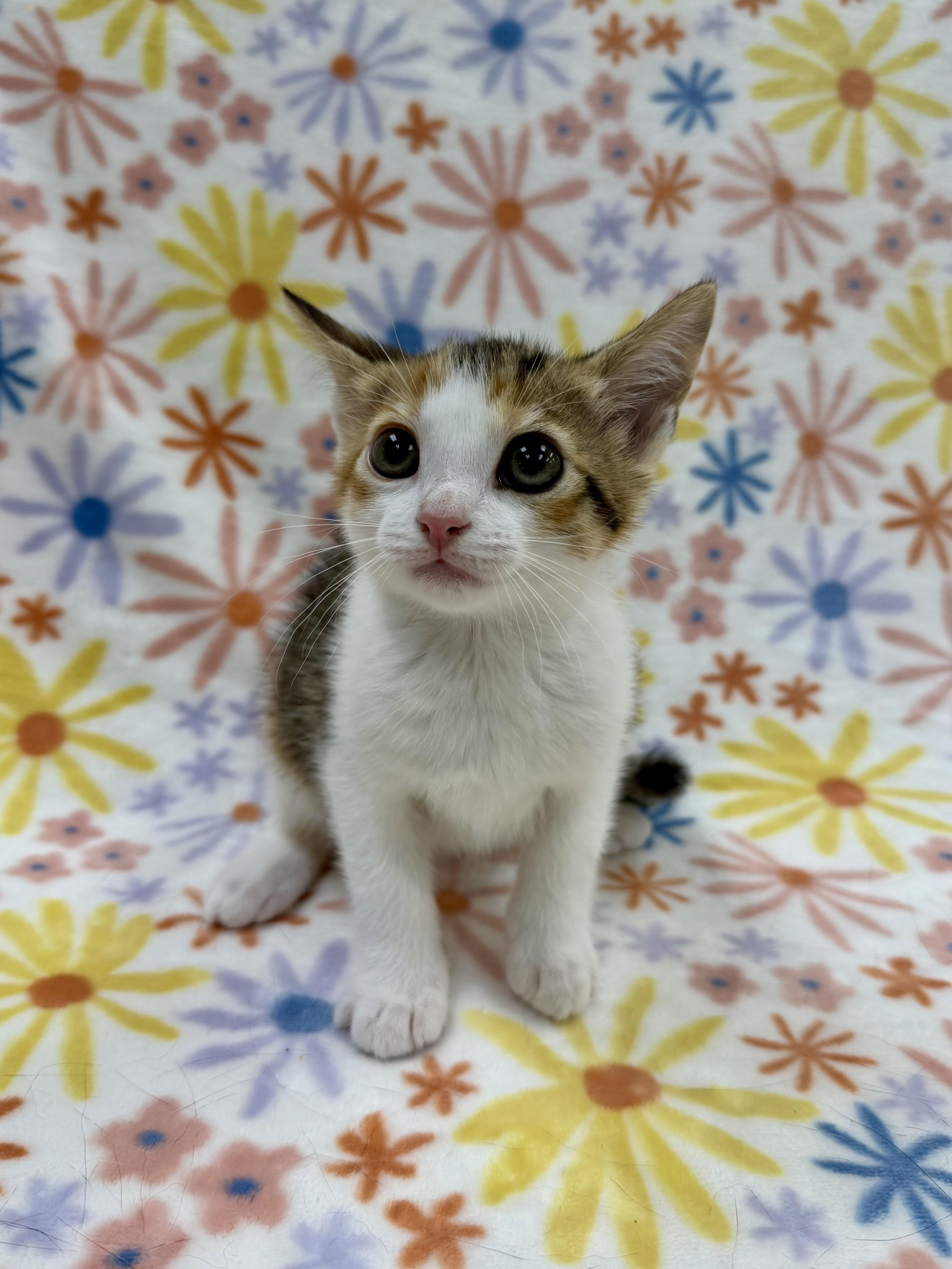 Dahlia, a Adoptable Domestic Short Hair in Columbus, OH image 2/3