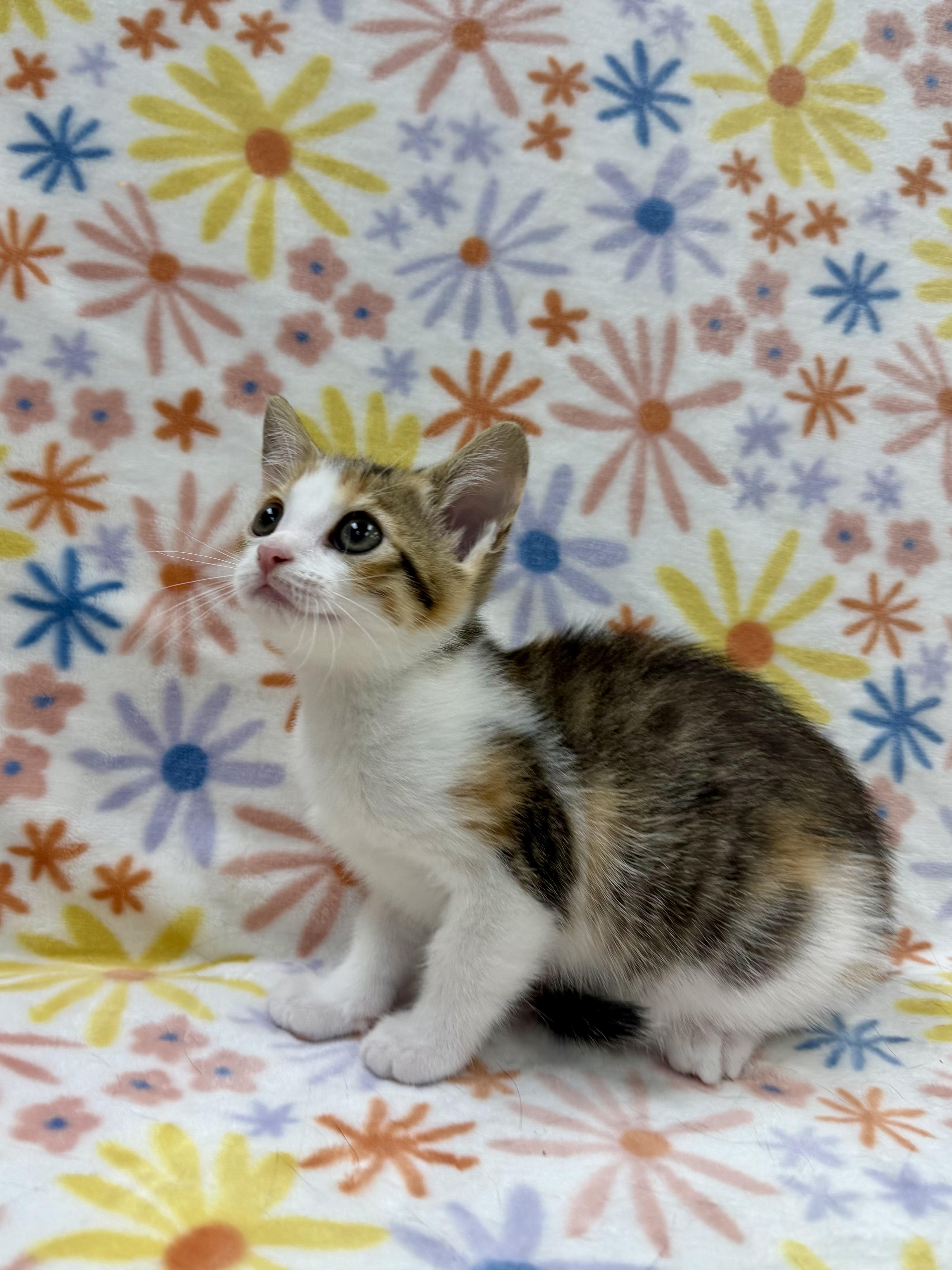 Dahlia, a Adoptable Domestic Short Hair in Columbus, OH image 3/3
