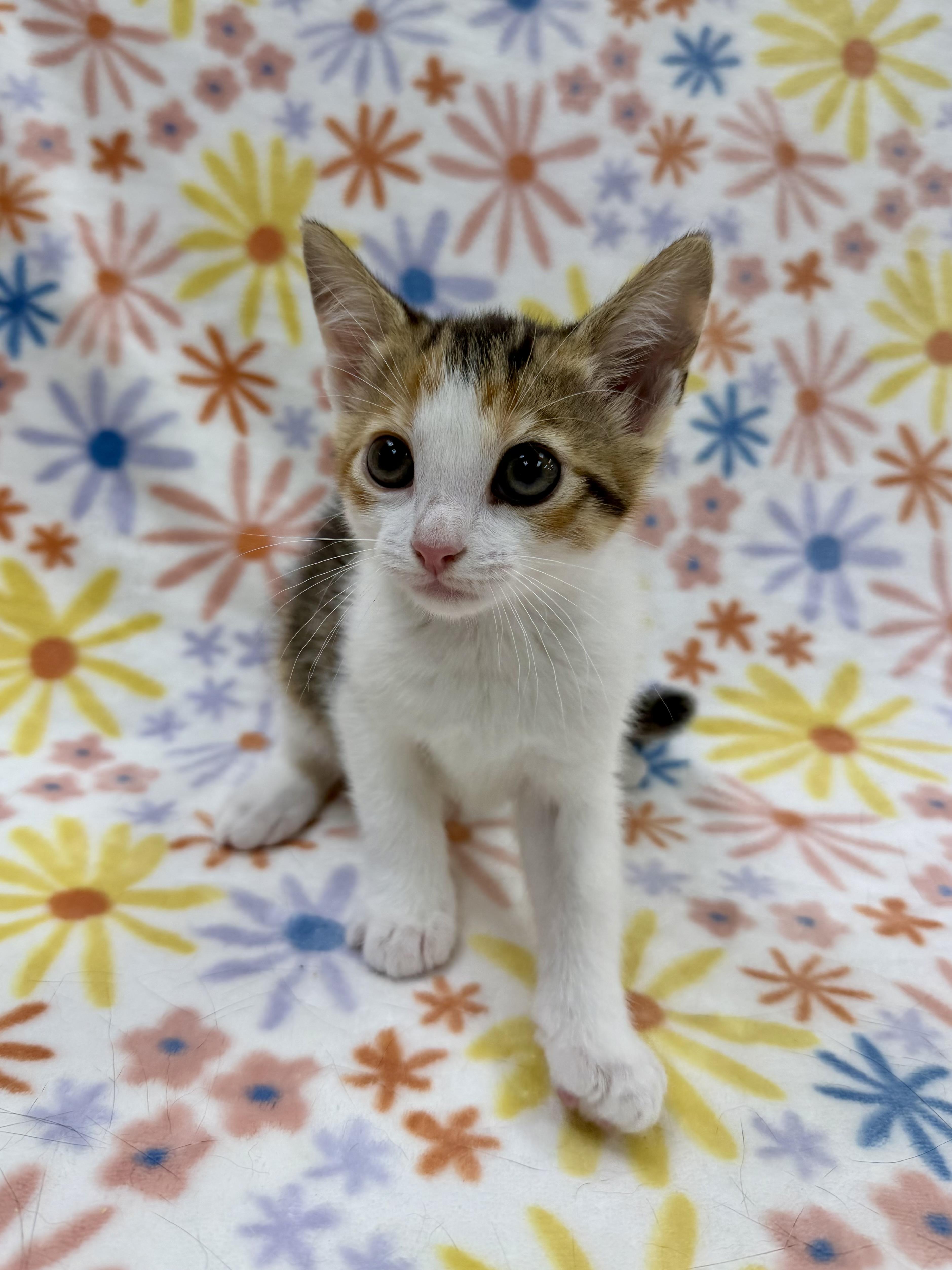 Dahlia, Adoptable, Kitten Female Domestic Short Hair.