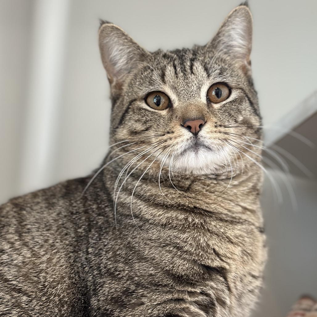 Enlarge Chatterbox, a Adoptable Domestic Short Hair in Matteson, IL image 1/6