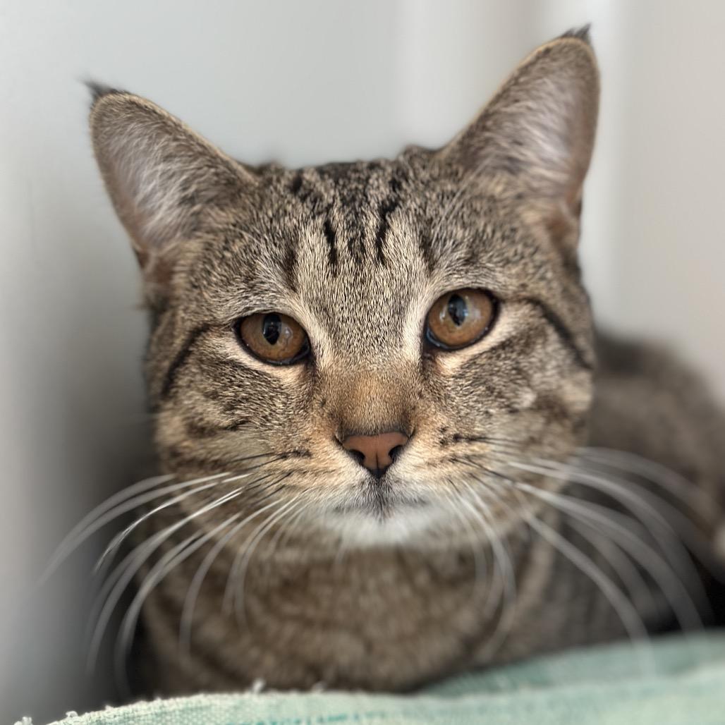 Enlarge Chatterbox, a Adoptable Domestic Short Hair in Matteson, IL image 2/6