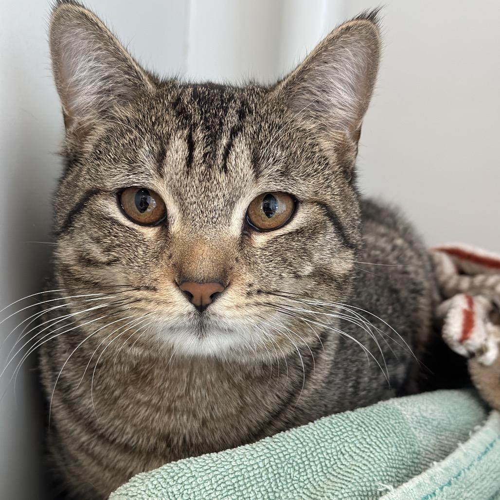 Enlarge Chatterbox, a Adoptable Domestic Short Hair in Matteson, IL image 3/6