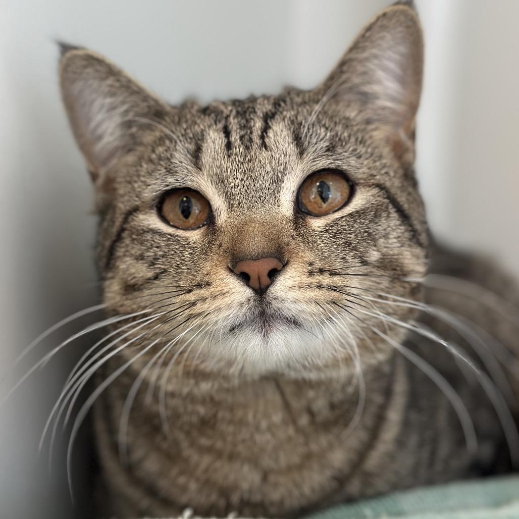 Enlarge Chatterbox, a Adoptable Domestic Short Hair in Matteson, IL image 4/6