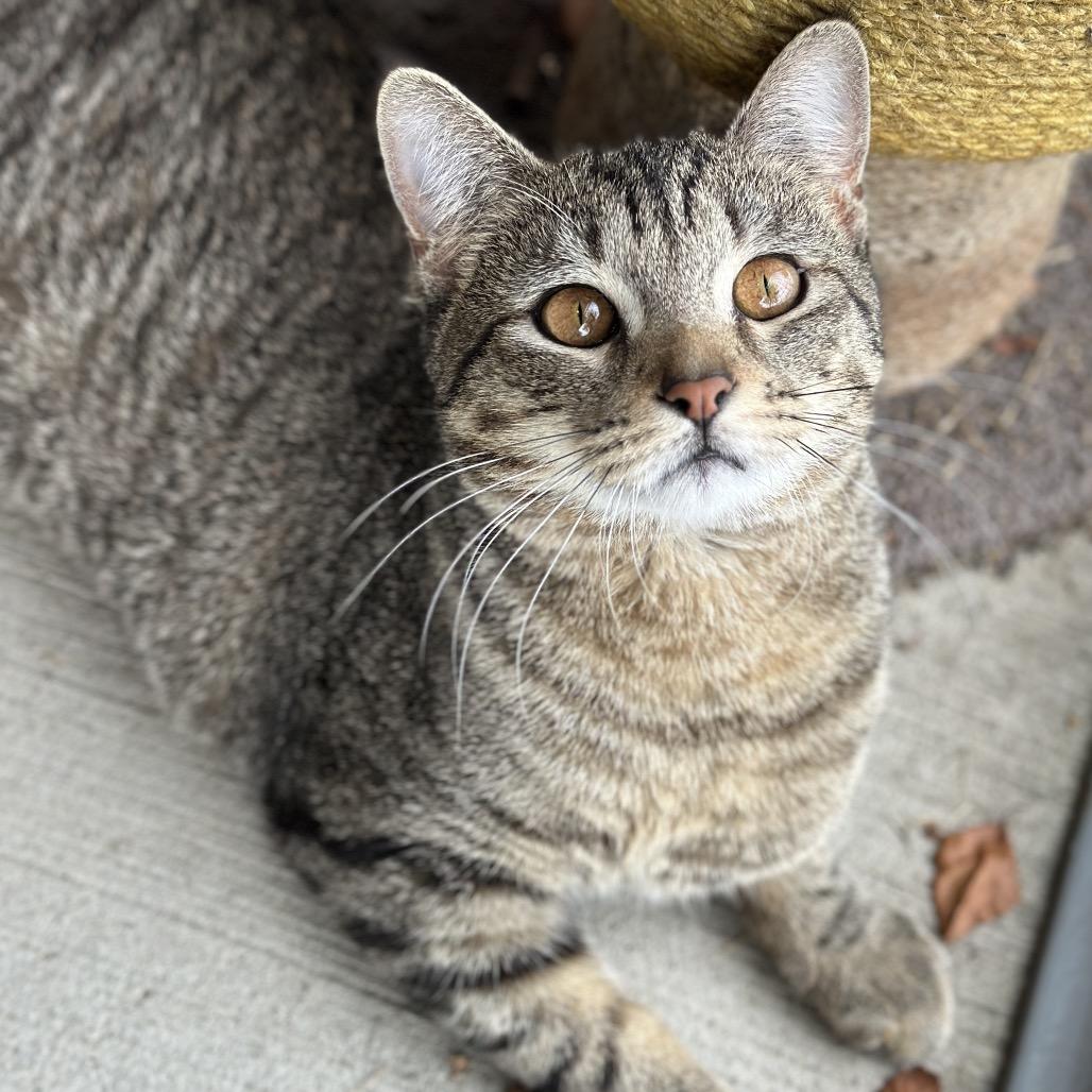 Enlarge Chatterbox, a Adoptable Domestic Short Hair in Matteson, IL image 5/6