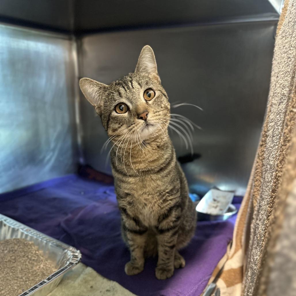Enlarge Chatterbox, a Adoptable Domestic Short Hair in Matteson, IL image 6/6