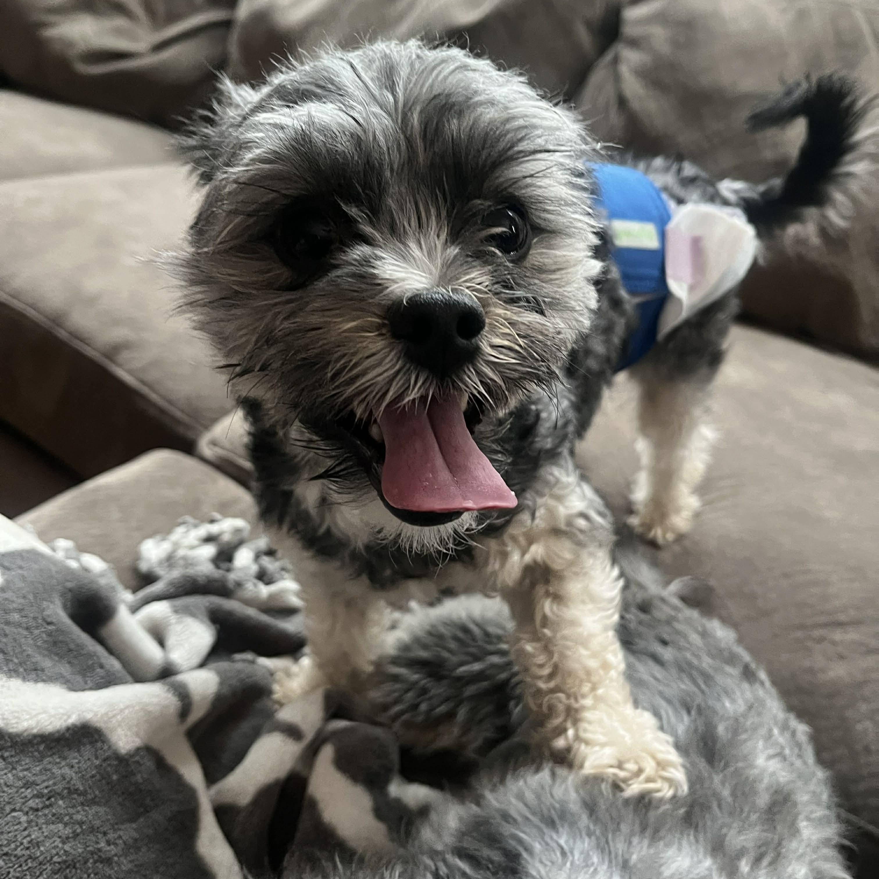 Enlarge Otis, a ADOPTABLE Yorkie Poo in Homer Glen, IL image 4/5