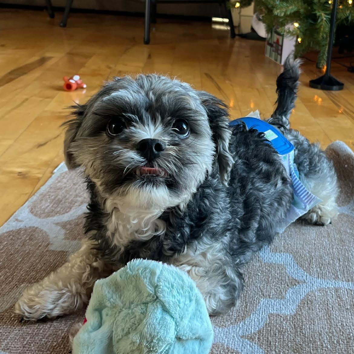 Enlarge Otis, a ADOPTABLE Yorkie Poo in Homer Glen, IL image 3/5