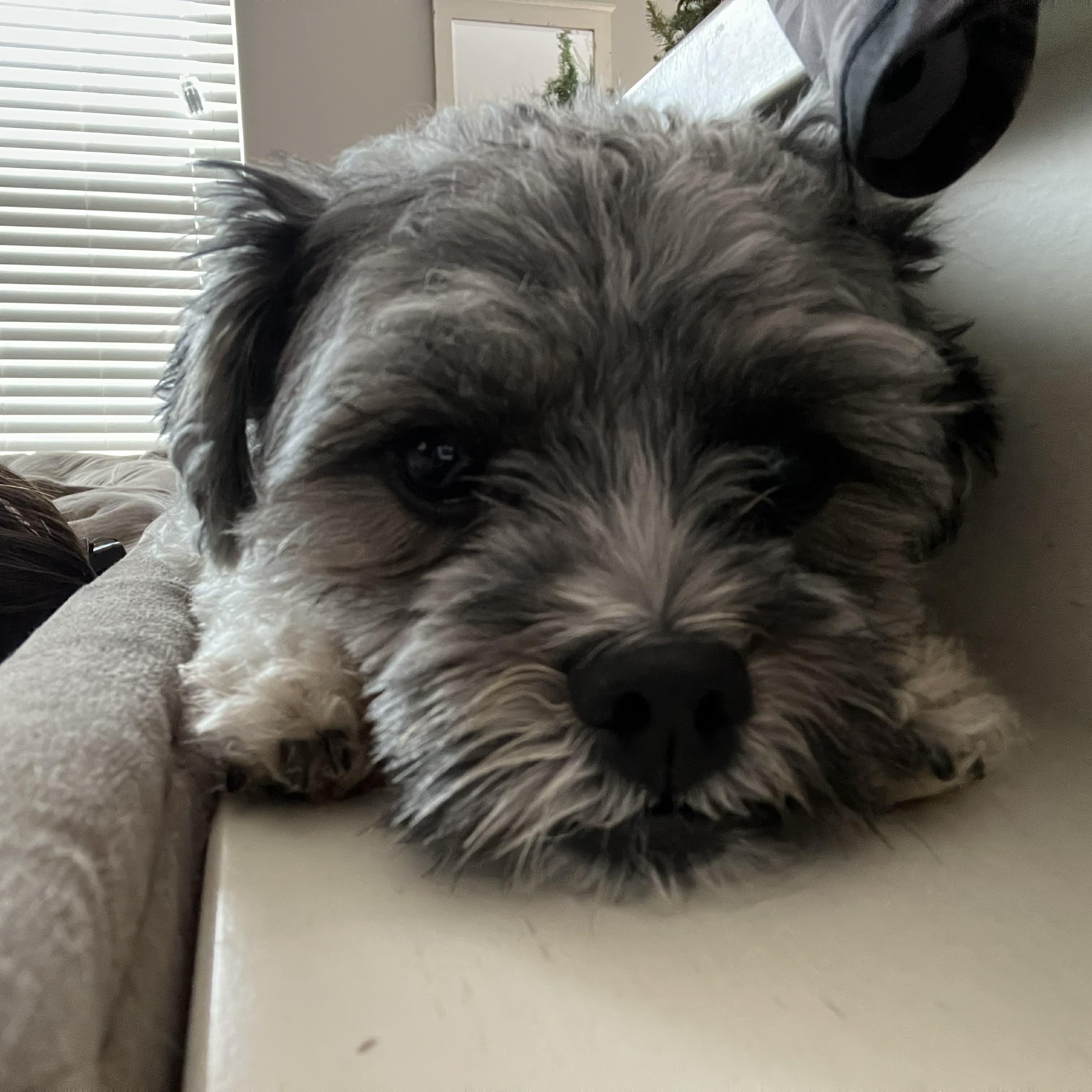 Enlarge Otis, a ADOPTABLE Yorkie Poo in Homer Glen, IL image 2/5