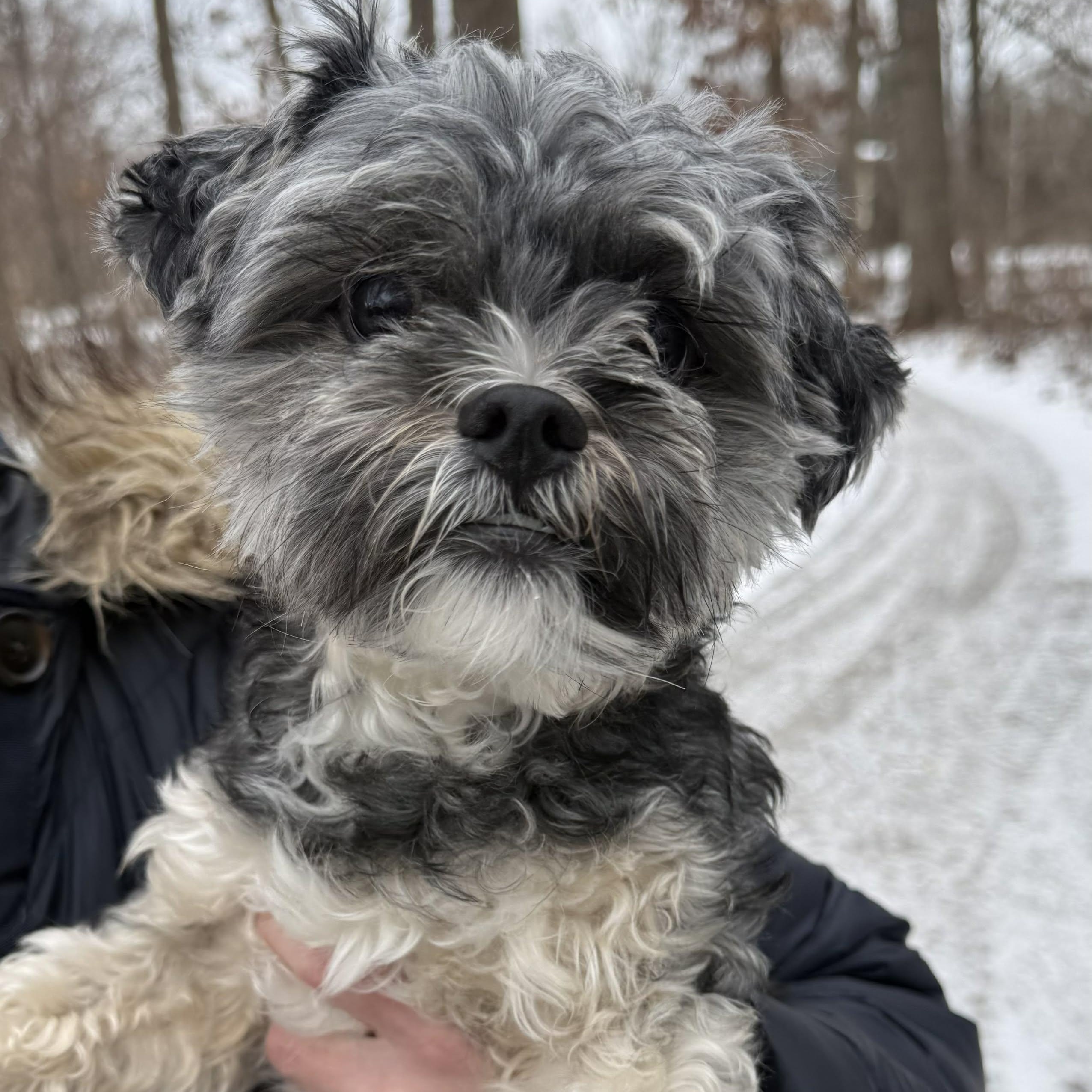 Otis, ADOPTABLE, Young Male Yorkie Poo.