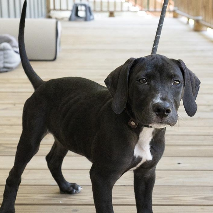 Jack, Baby Male Labrador Retriever