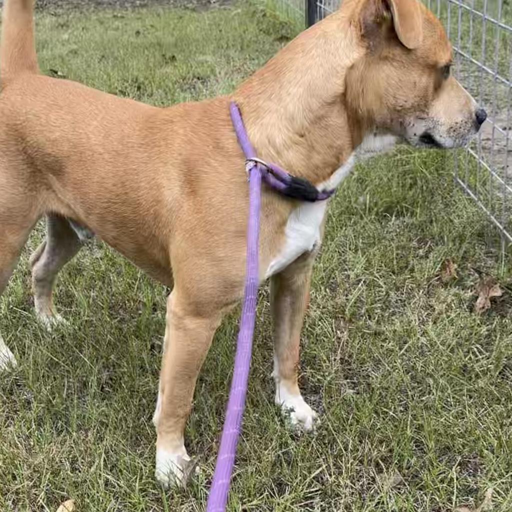 Enlarge Boyd, a Adoptable mixed breed in Dallas, TX image 1/1