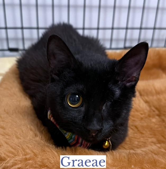 Enlarge Graeae, an adopted Domestic Short Hair in Berkeley Springs, WV image 2/3