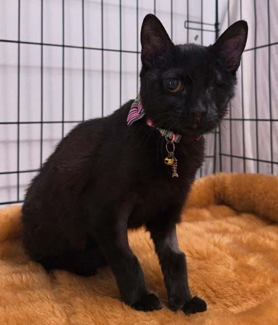 Graeae, adopted, Kitten Female Domestic Short Hair.