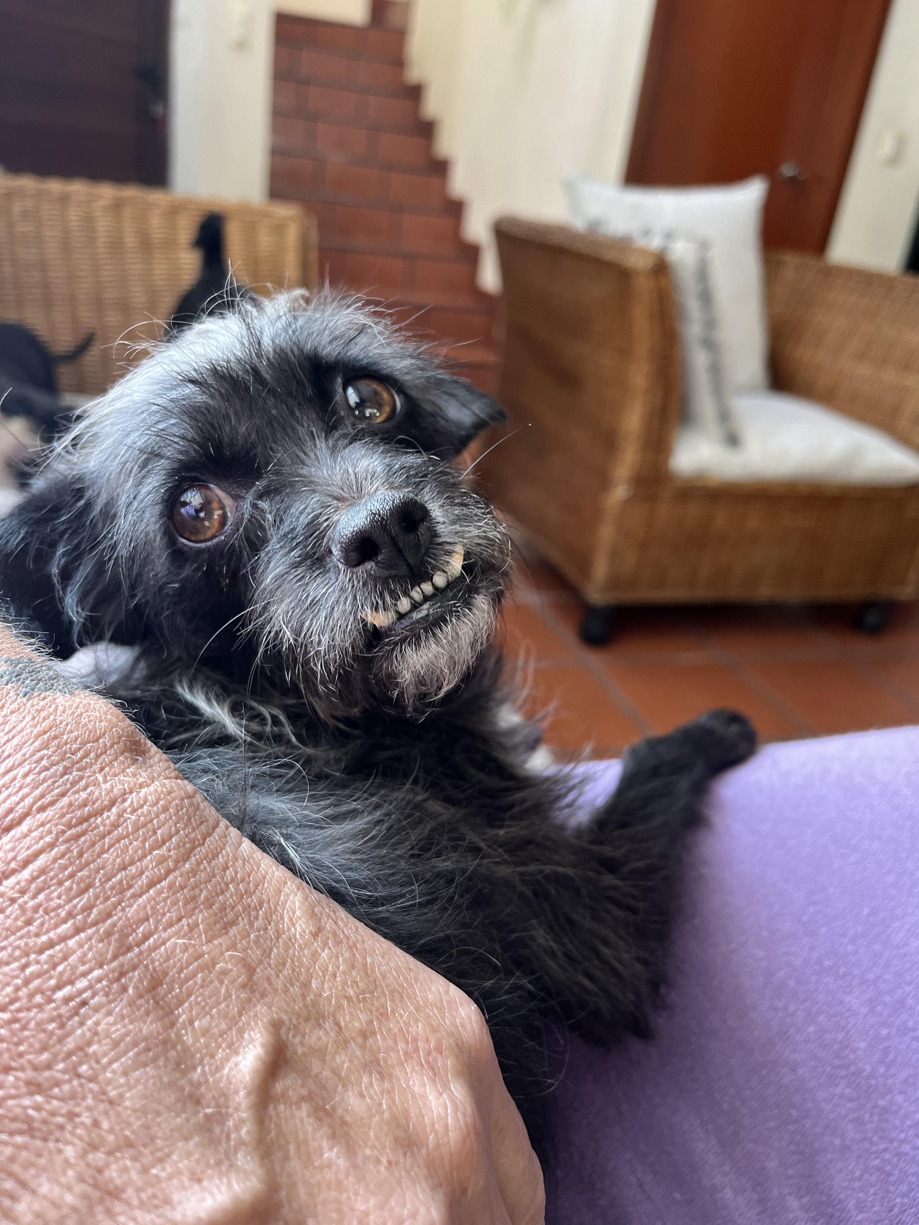 Florecita Elena, Adopted, Adult Female Chihuahua.