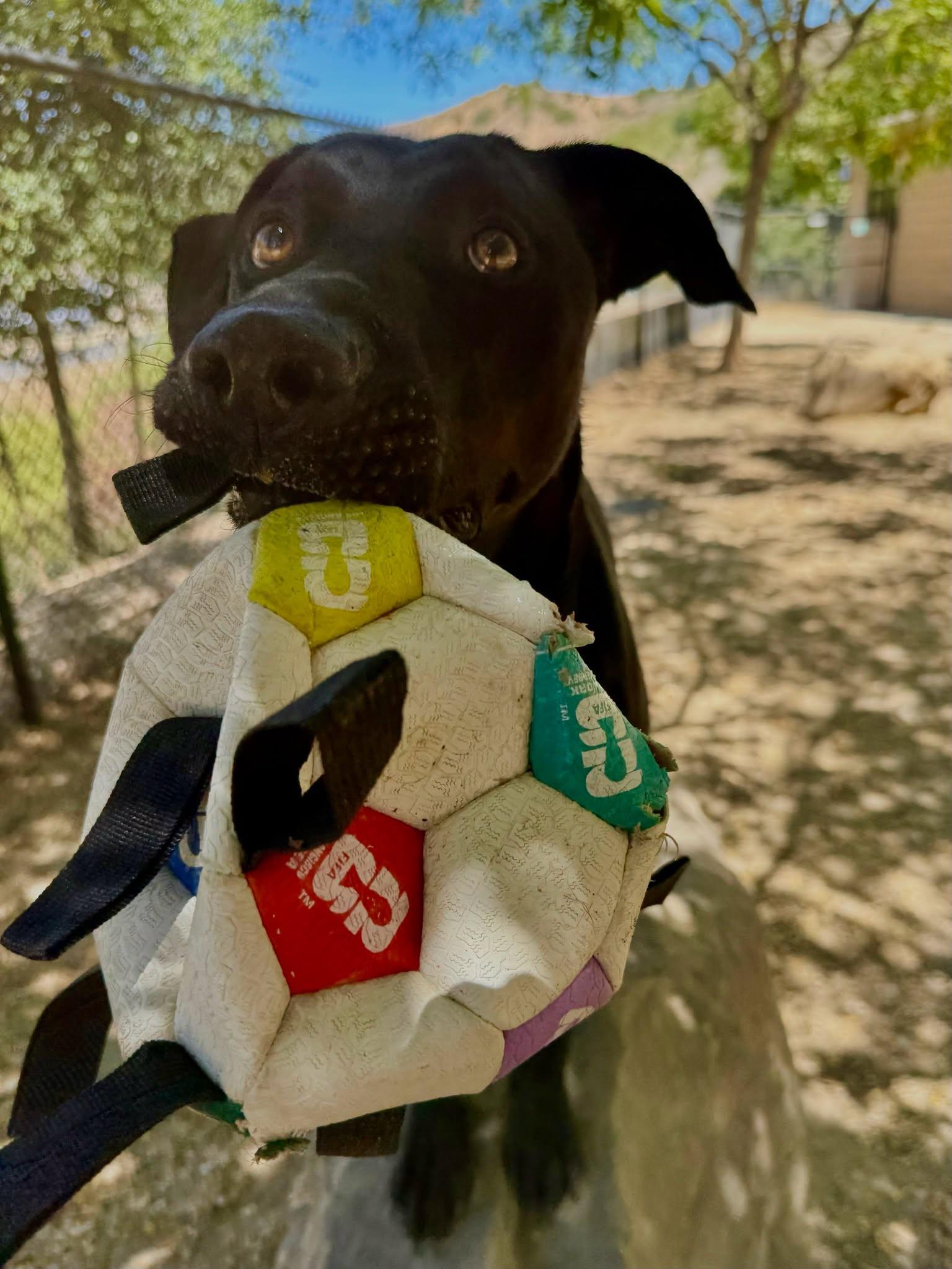 Sylvester, a ADOPTABLE mixed breed in Santa Paula, CA image 3/4