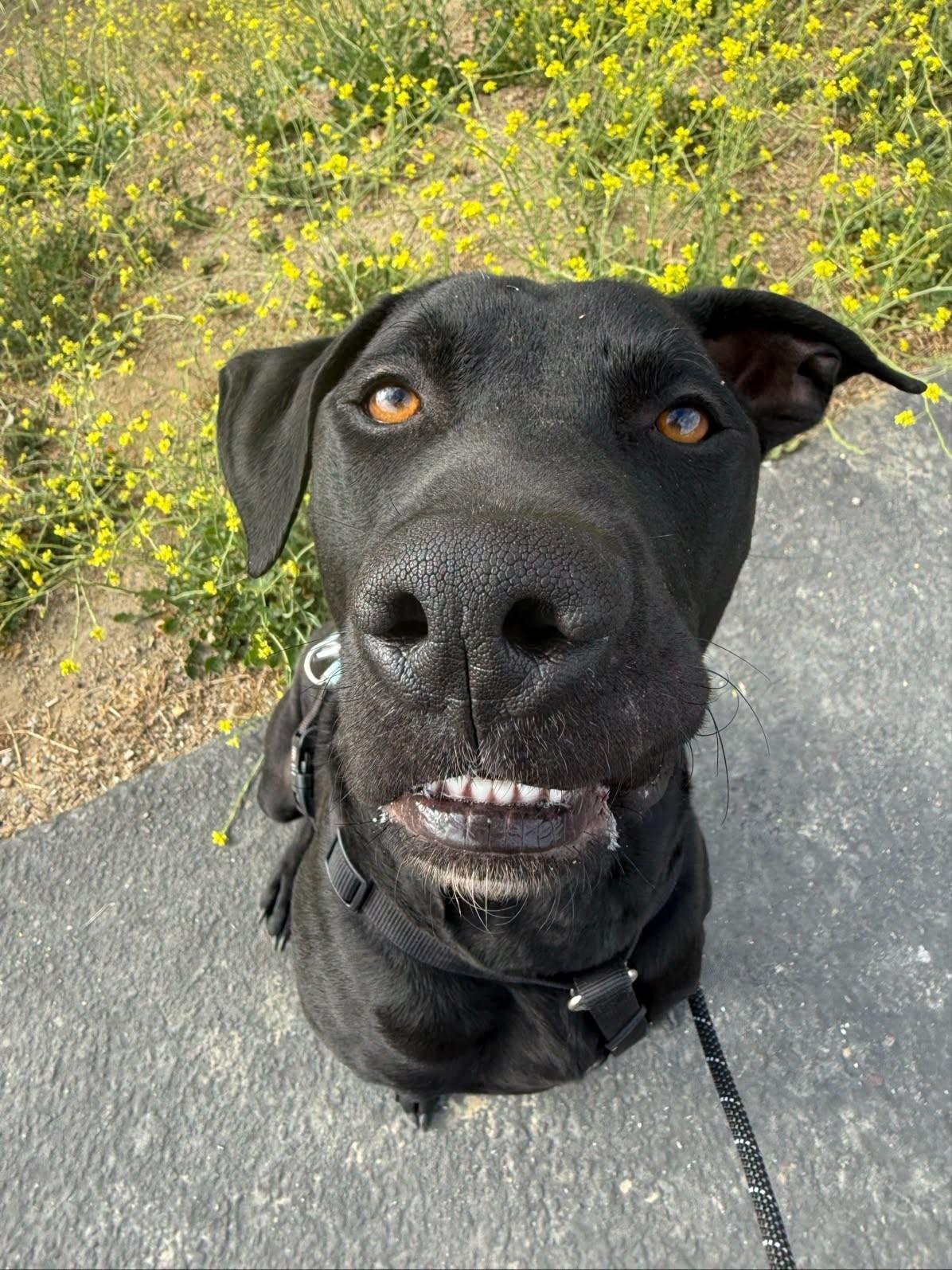 Sylvester, a ADOPTABLE mixed breed in Santa Paula, CA image 1/4