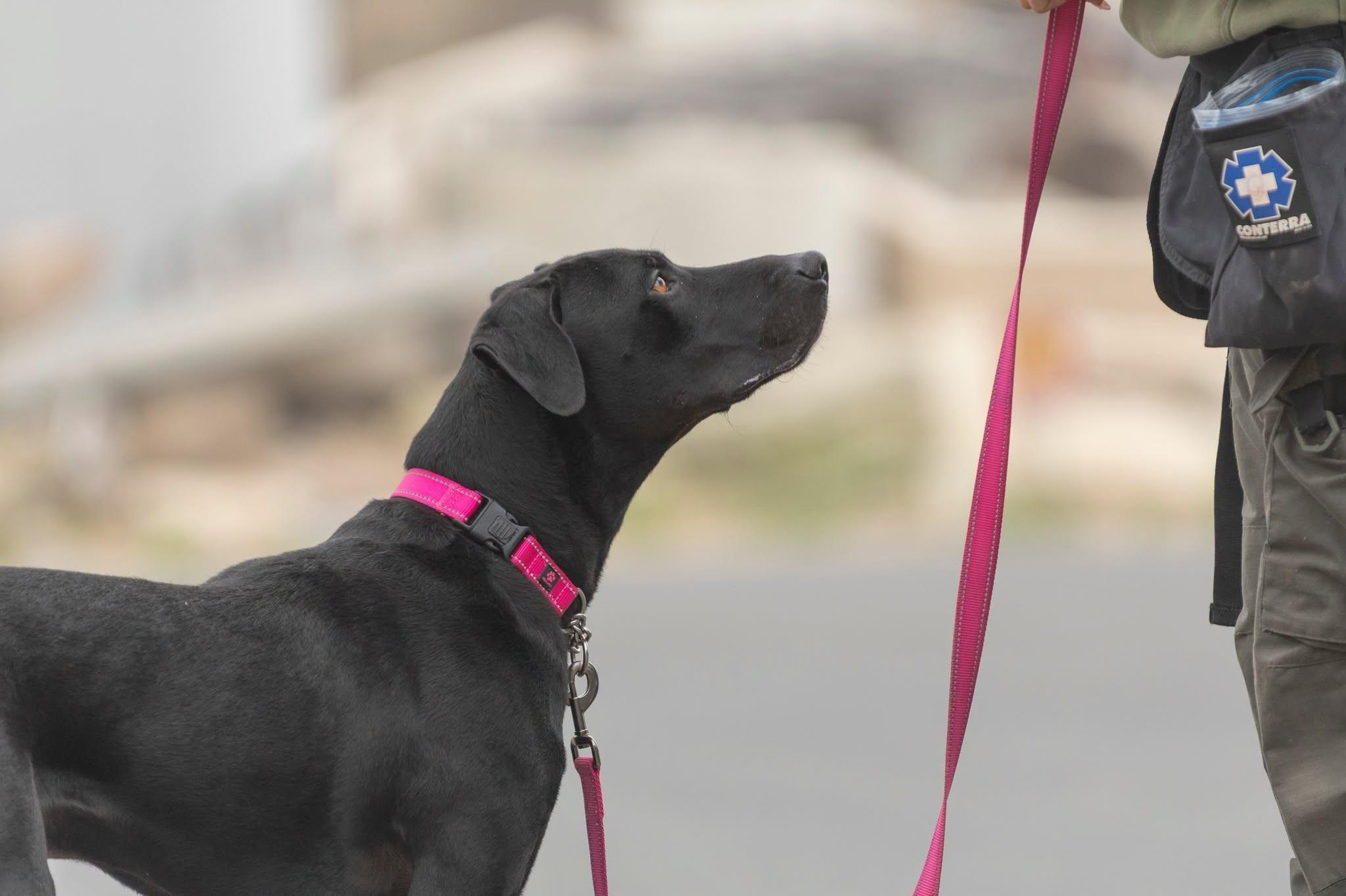 Sylvester, a ADOPTABLE mixed breed in Santa Paula, CA image 4/4