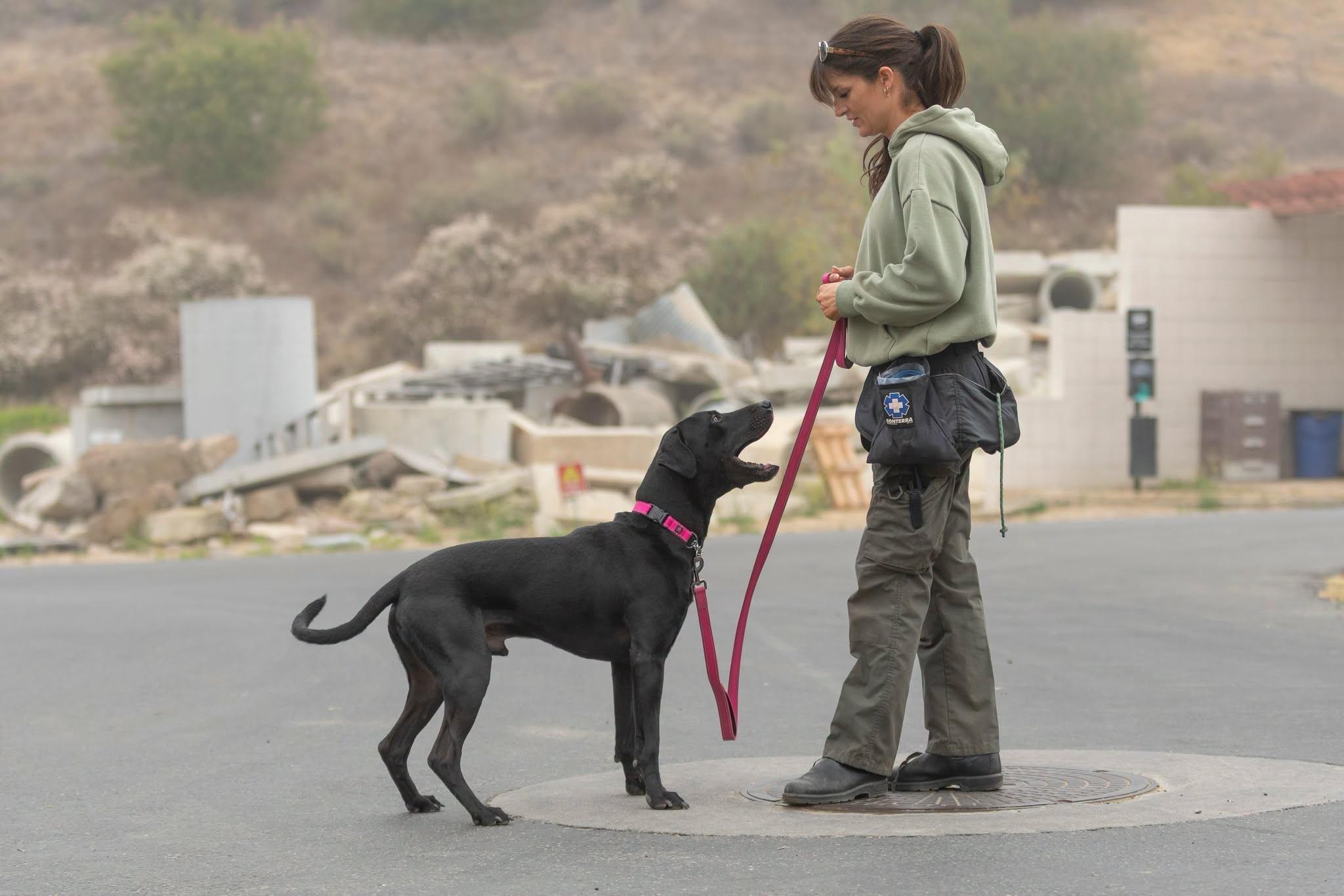 Sylvester, a ADOPTABLE mixed breed in Santa Paula, CA image 2/4