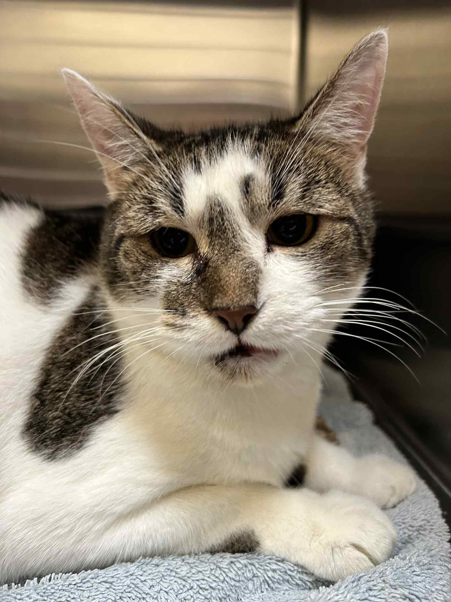 Fergi, Adoptable, Senior Female Domestic Short Hair.