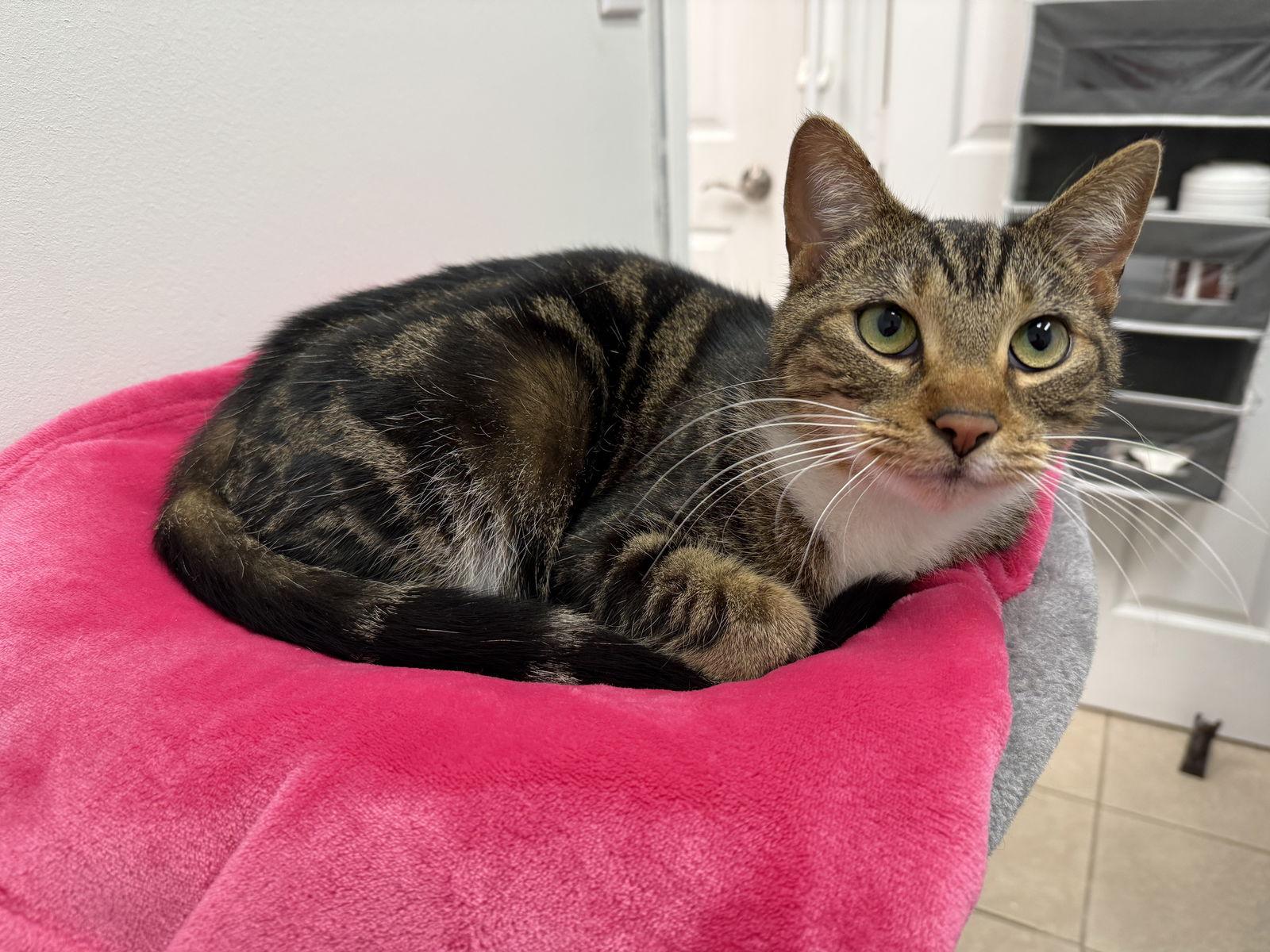 Lyla, Adopted, Adult Female Bengal & Tabby.