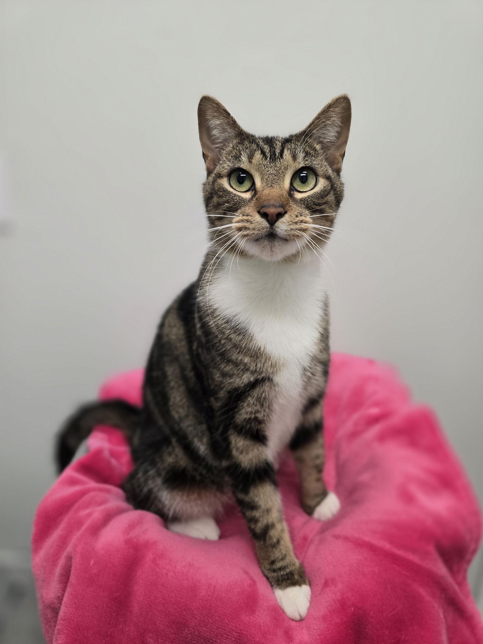 Enlarge Lyla, a Adopted mixed breed in Locust Grove, GA image 2/3