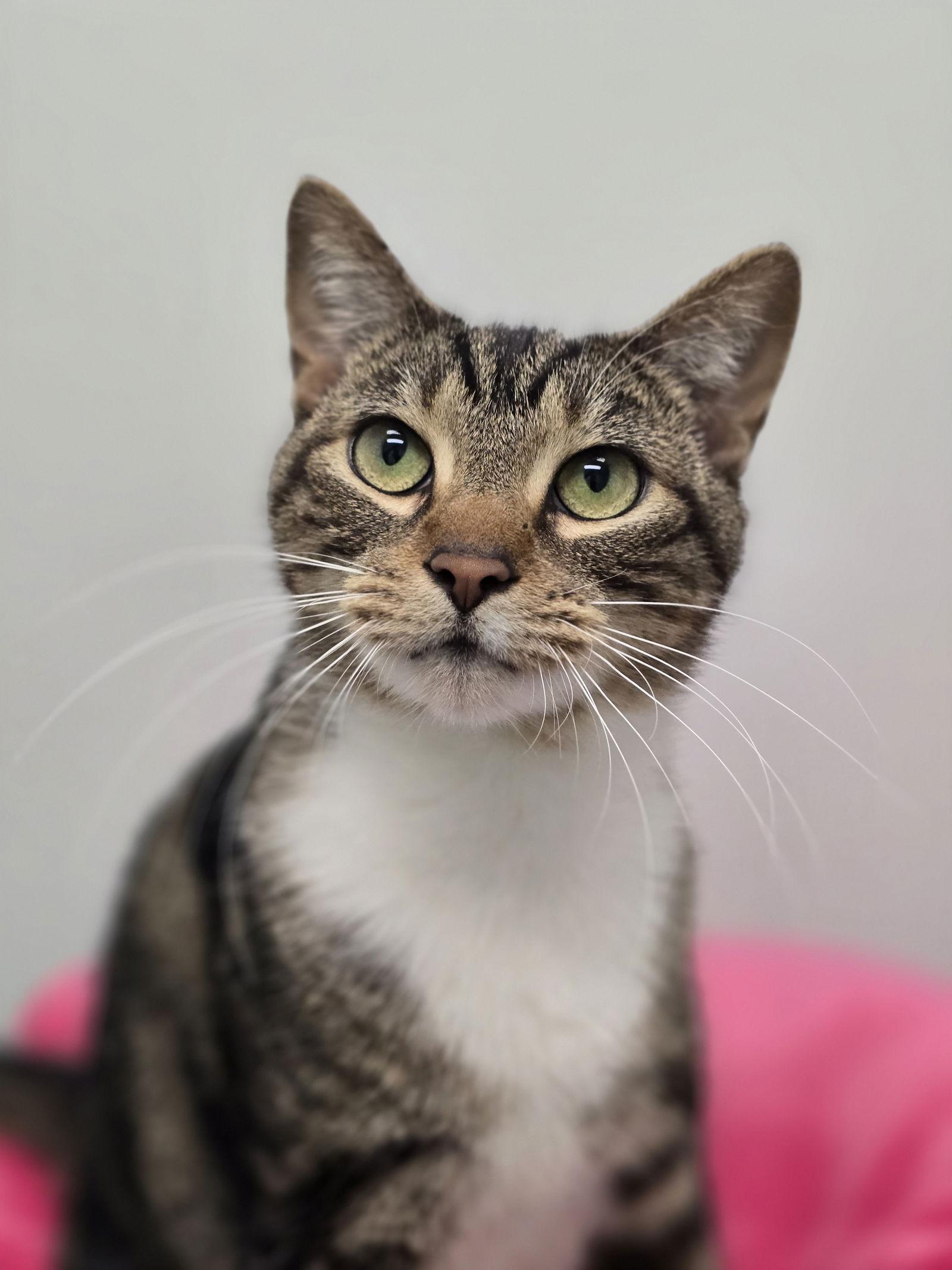 Enlarge Lyla, a Adopted mixed breed in Locust Grove, GA image 3/3