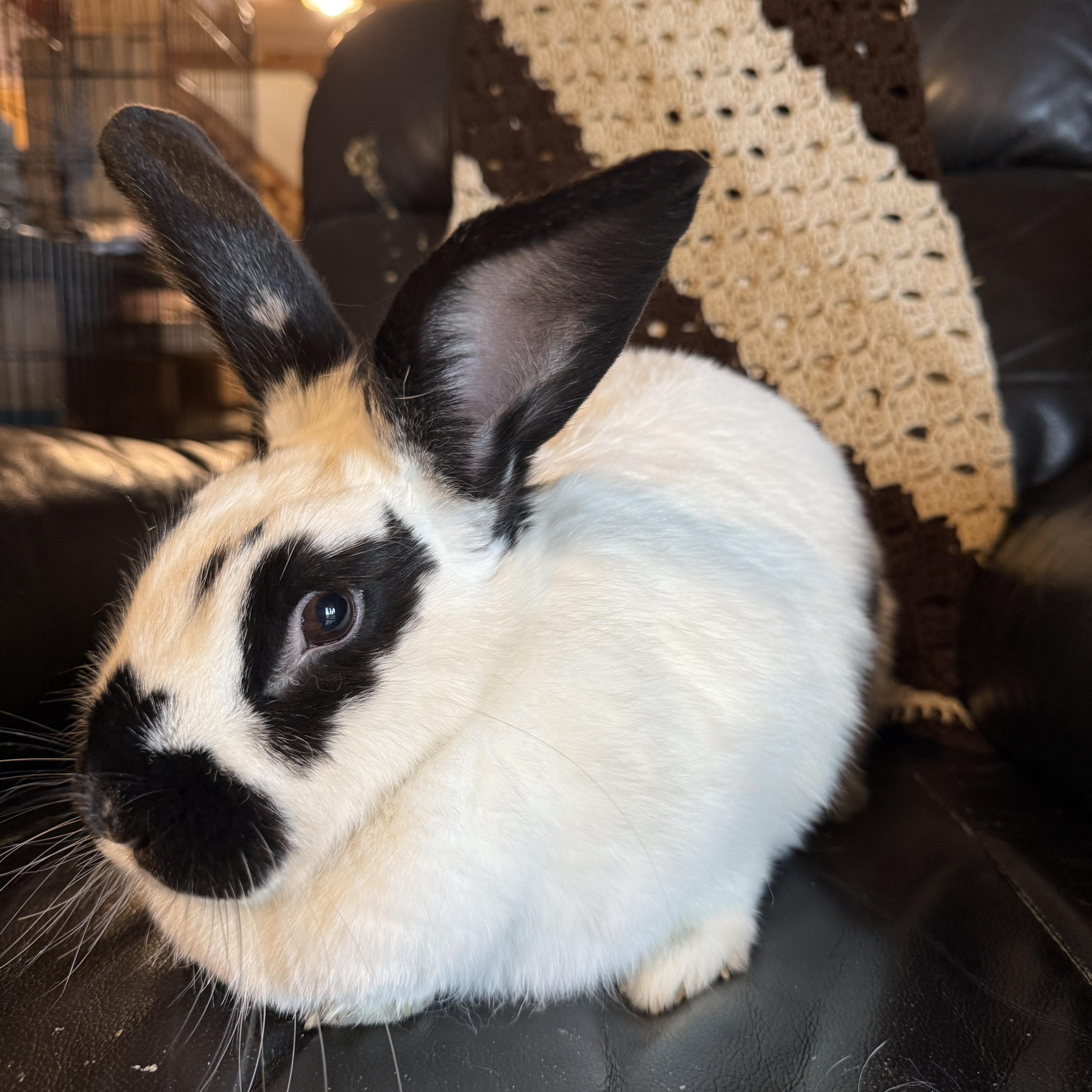 Enlarge Oreo, a Adopted Checkered Giant in Norwalk, CT image 2/4