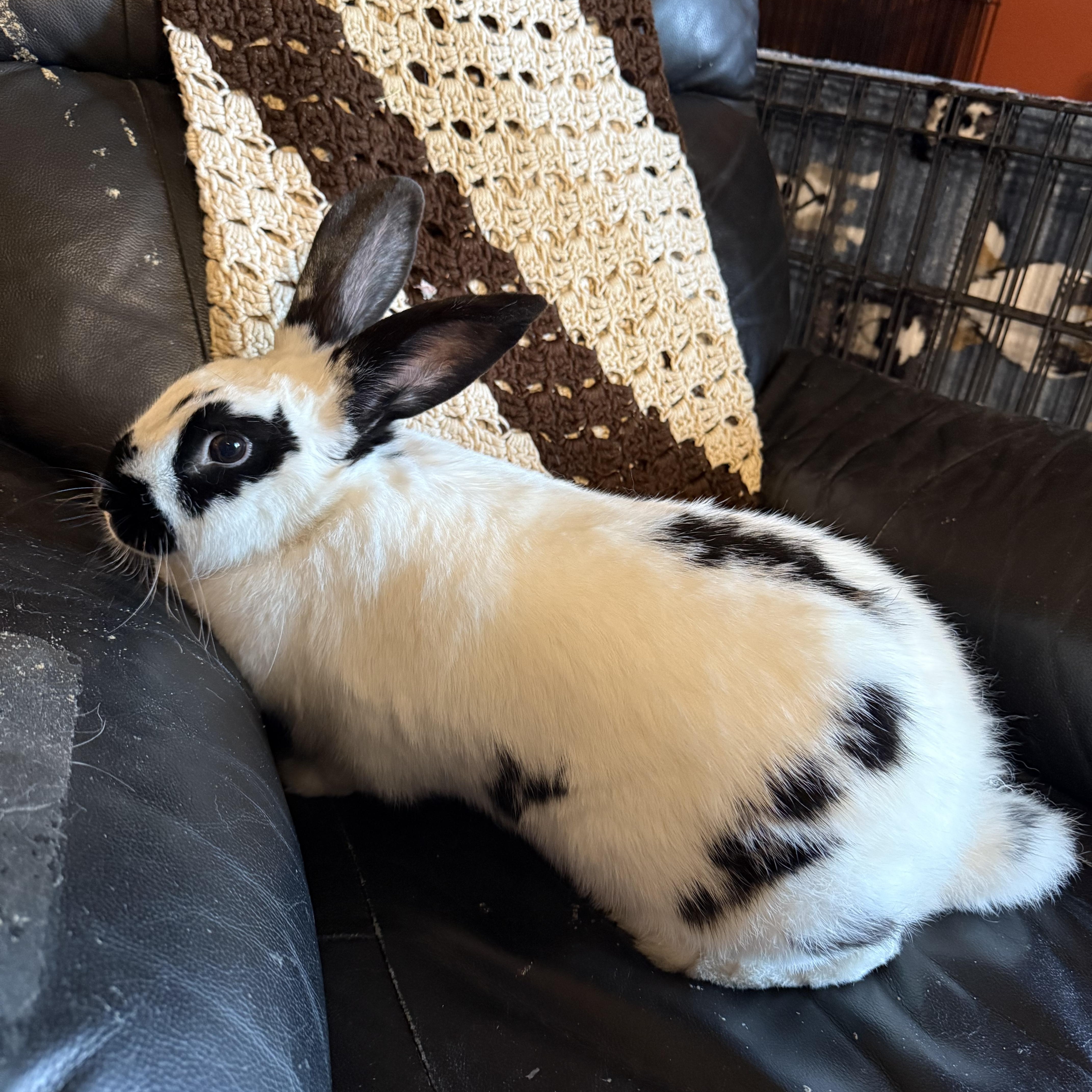 Enlarge Oreo, a Adopted Checkered Giant in Norwalk, CT image 3/4