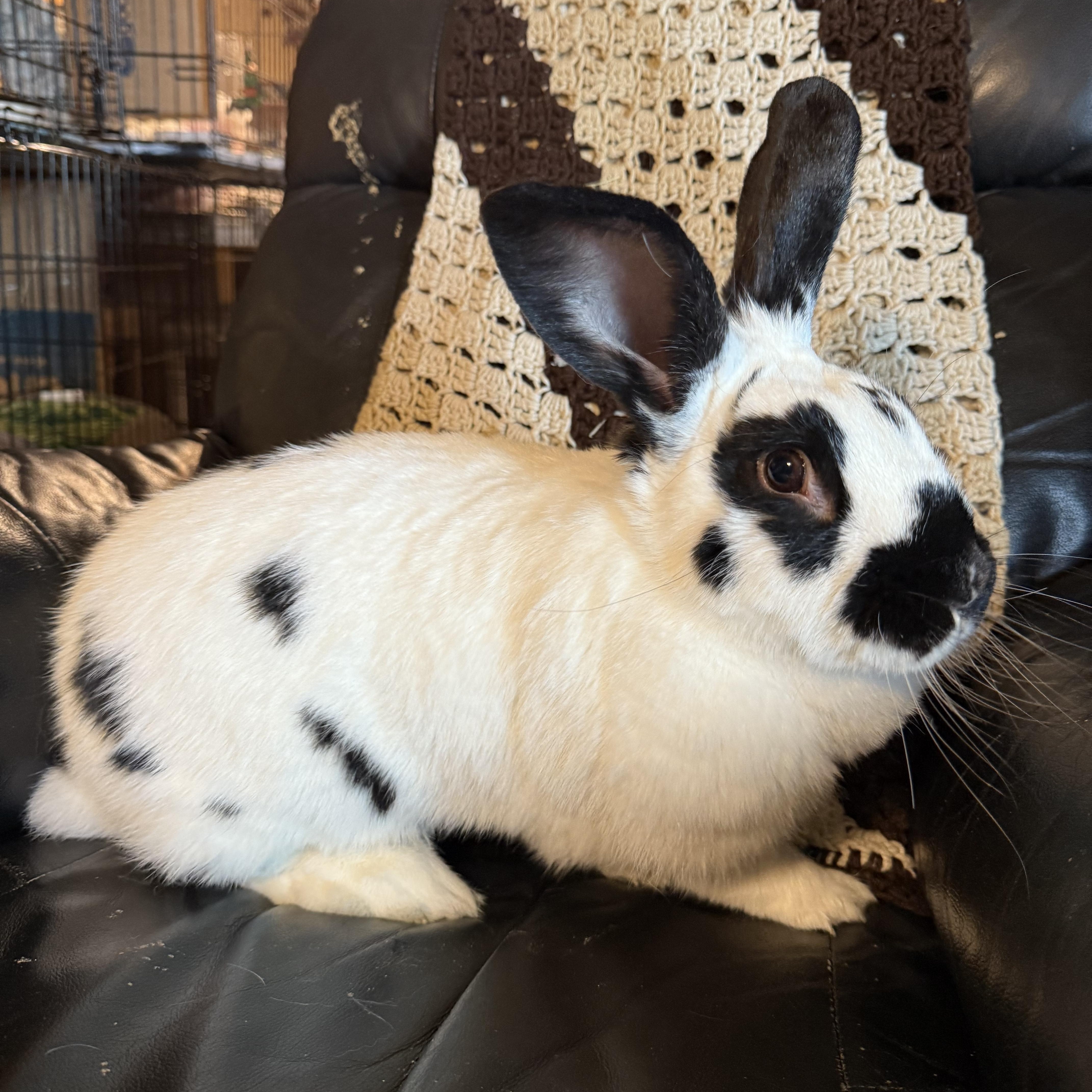 Oreo, Adopted, Adult Male Checkered Giant.