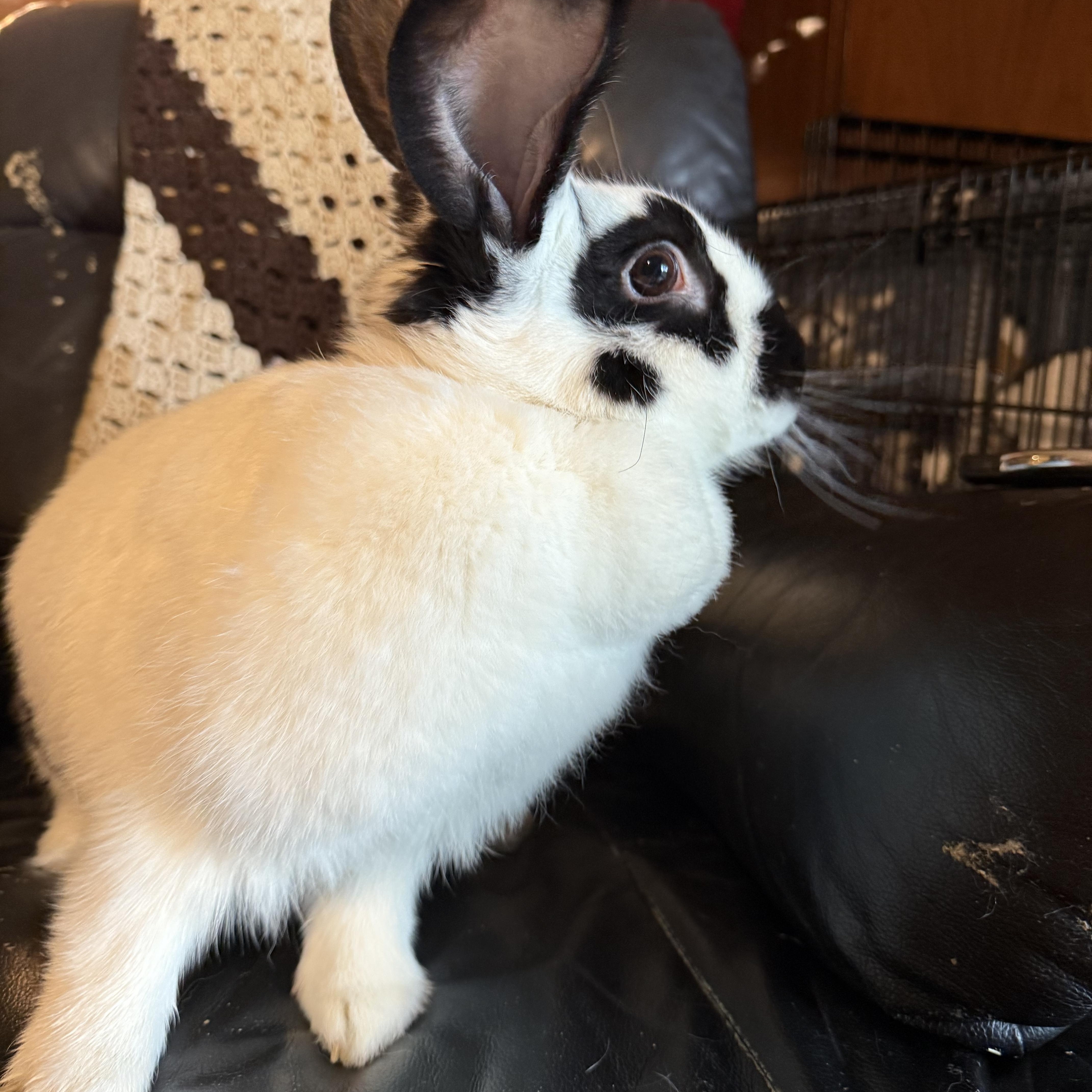 Enlarge Oreo, a Adopted Checkered Giant in Norwalk, CT image 4/4