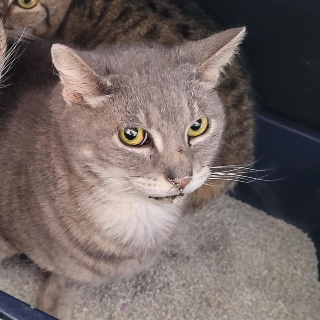 Stripes, a Adoptable Domestic Short Hair in Allyn, WA image 1/2