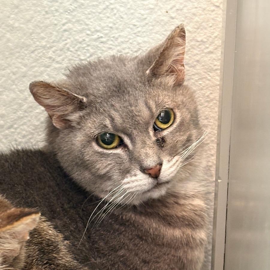 Stripes, a Adoptable Domestic Short Hair in Allyn, WA image 2/2