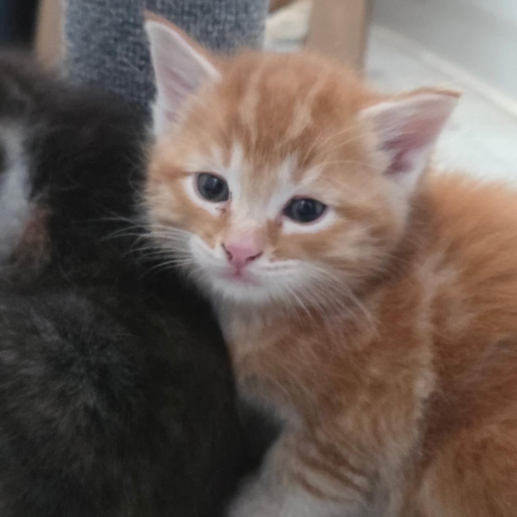Mia - Maverick, Adoptable, Kitten Male Domestic Short Hair.