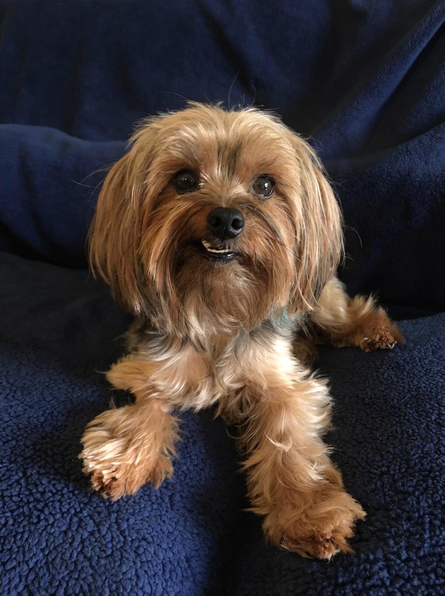 Teddy, adopted, Adult Male Yorkshire Terrier.