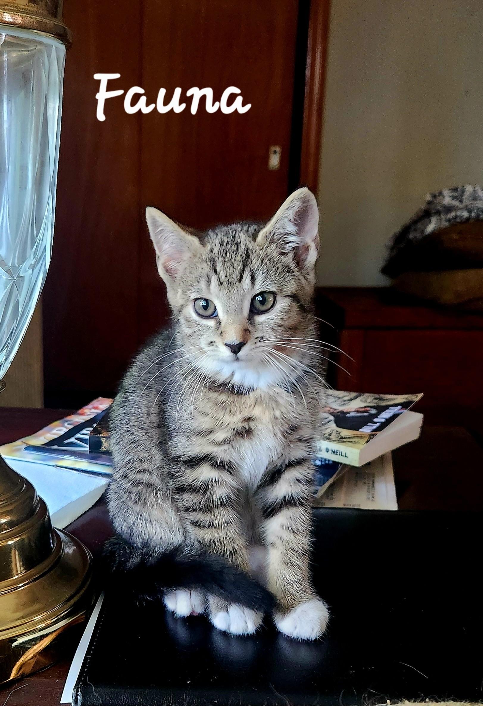 Fauna, a ADOPTABLE mixed breed in Radford, VA image 3/5