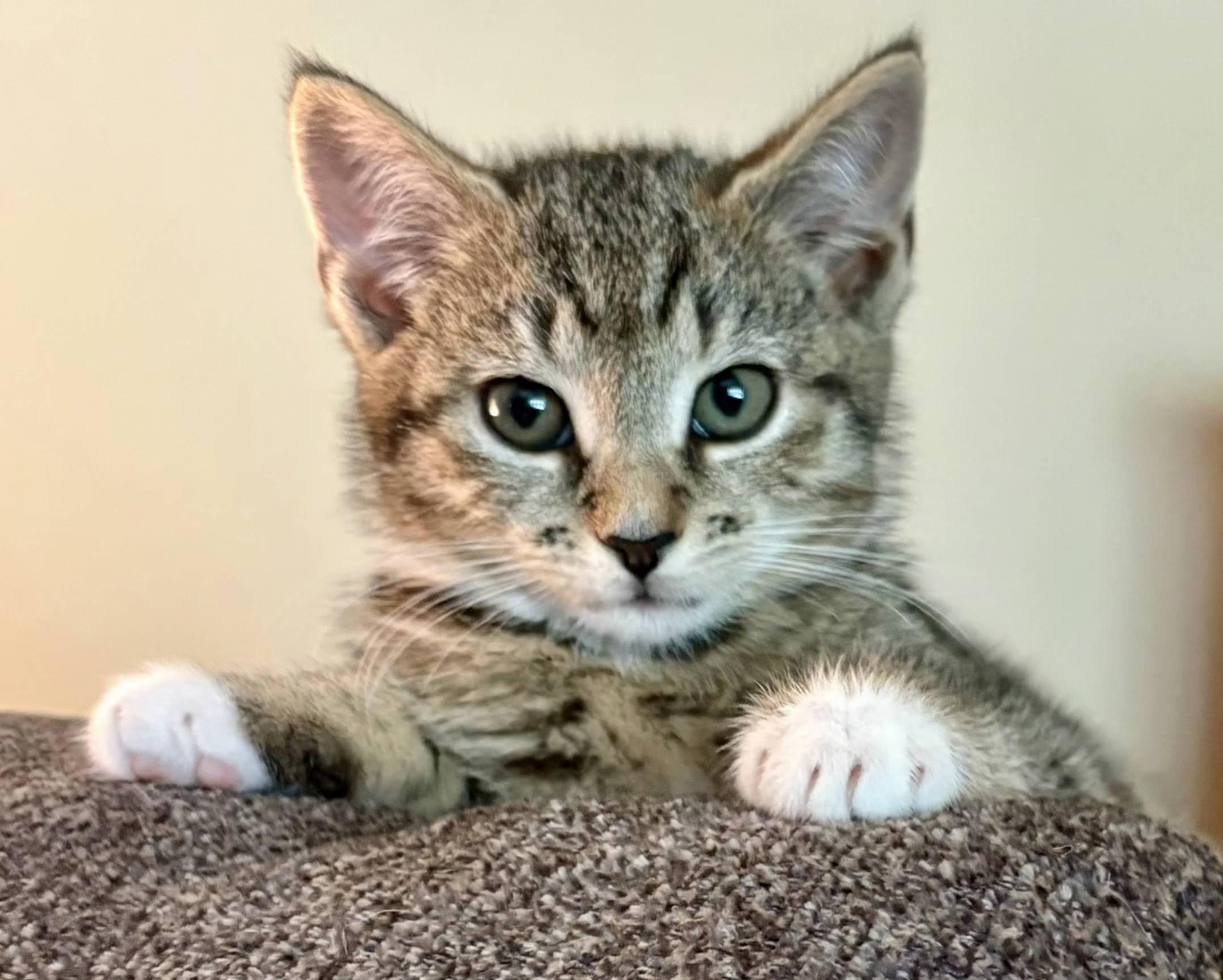 Fauna, a ADOPTABLE mixed breed in Radford, VA image 1/5