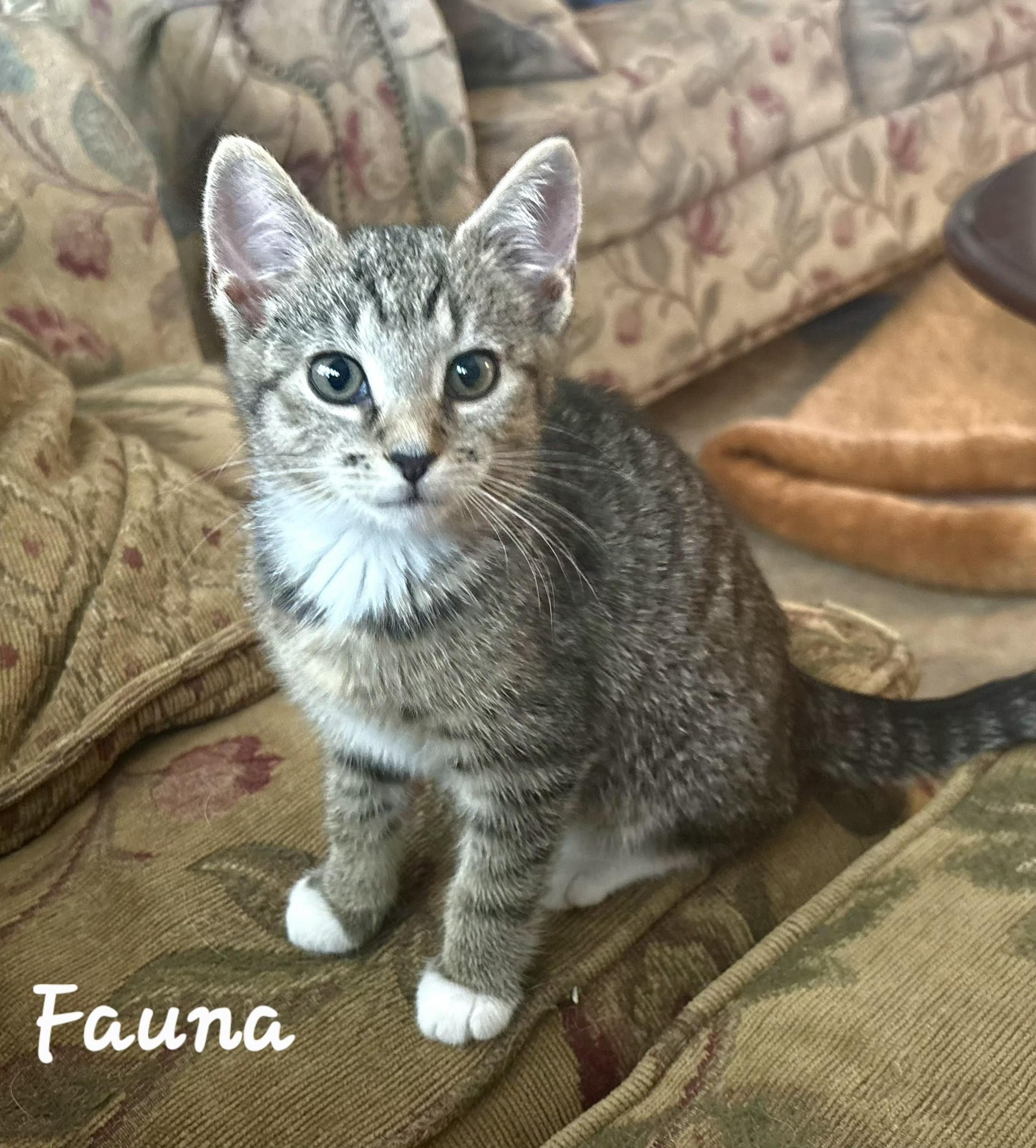 Fauna, a ADOPTABLE mixed breed in Radford, VA image 2/5