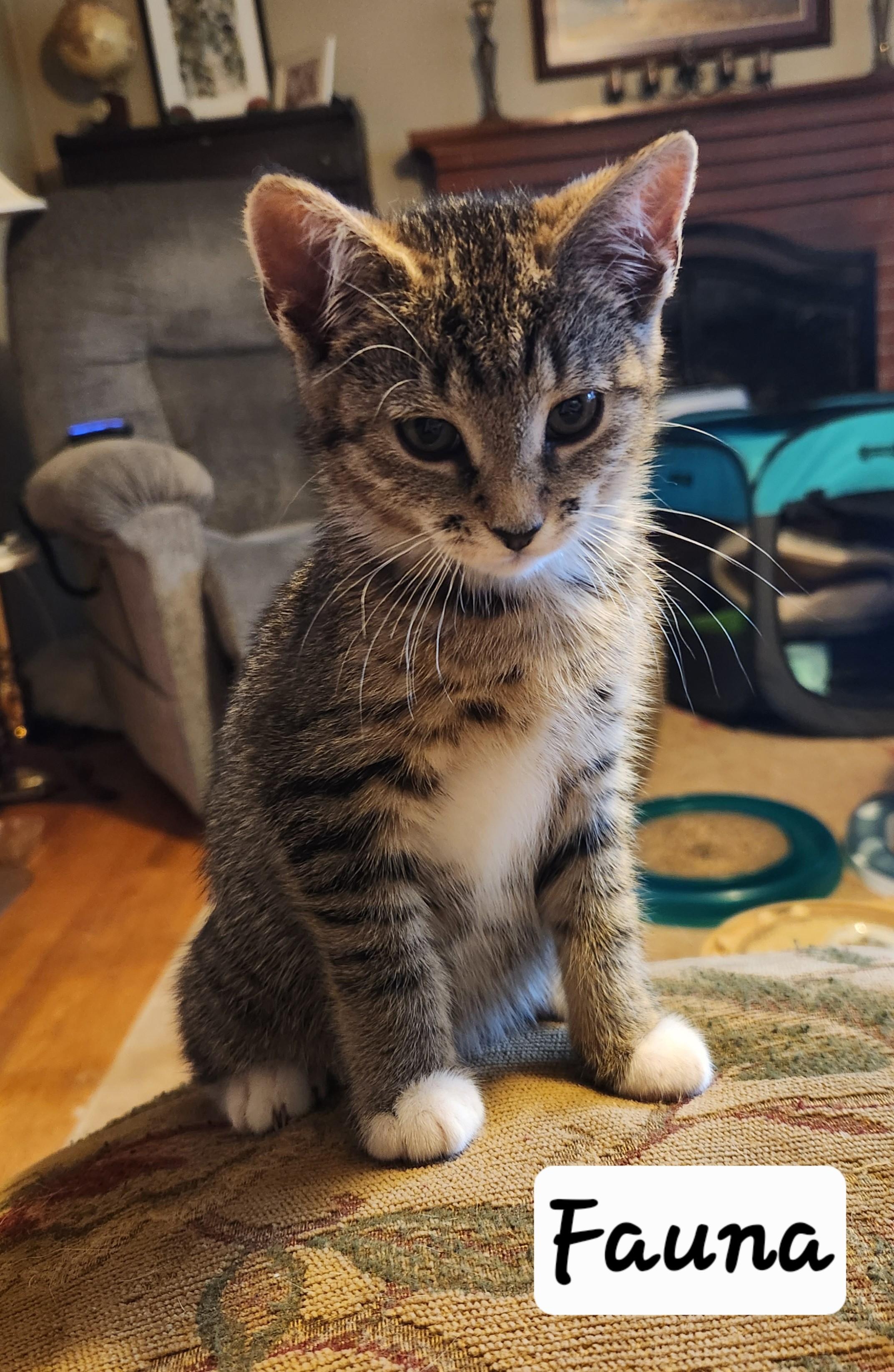 Fauna, a ADOPTABLE mixed breed in Radford, VA image 4/5