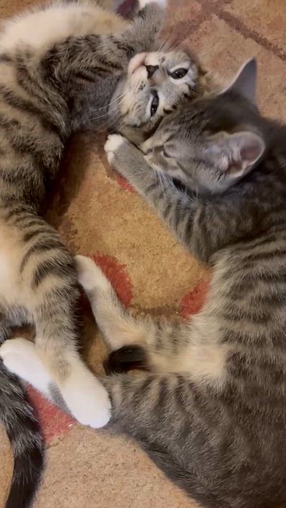 Enlarge Fauna, a ADOPTABLE mixed breed in Radford, VA video 5/5