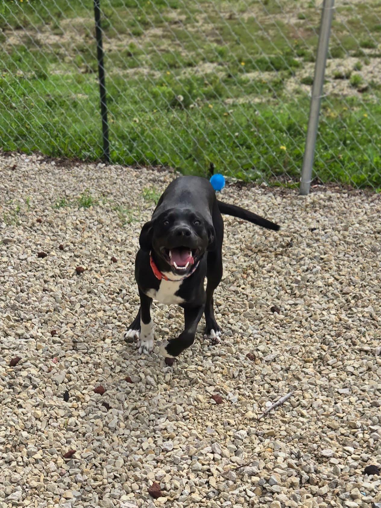 Enlarge Huxley, a ADOPTABLE mixed breed in Manhattan, KS image 5/6