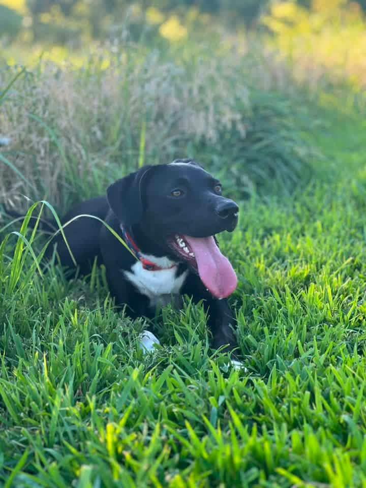 Huxley, ADOPTABLE, Young Male Black Labrador Retriever.