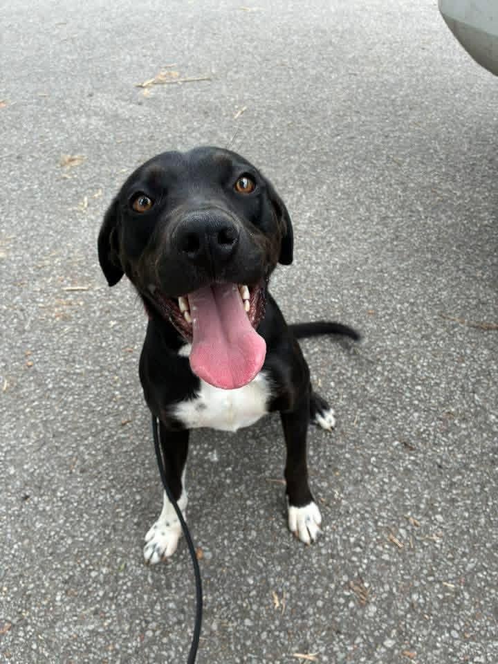 Huxley, ADOPTABLE, Young Male Black Labrador Retriever.
