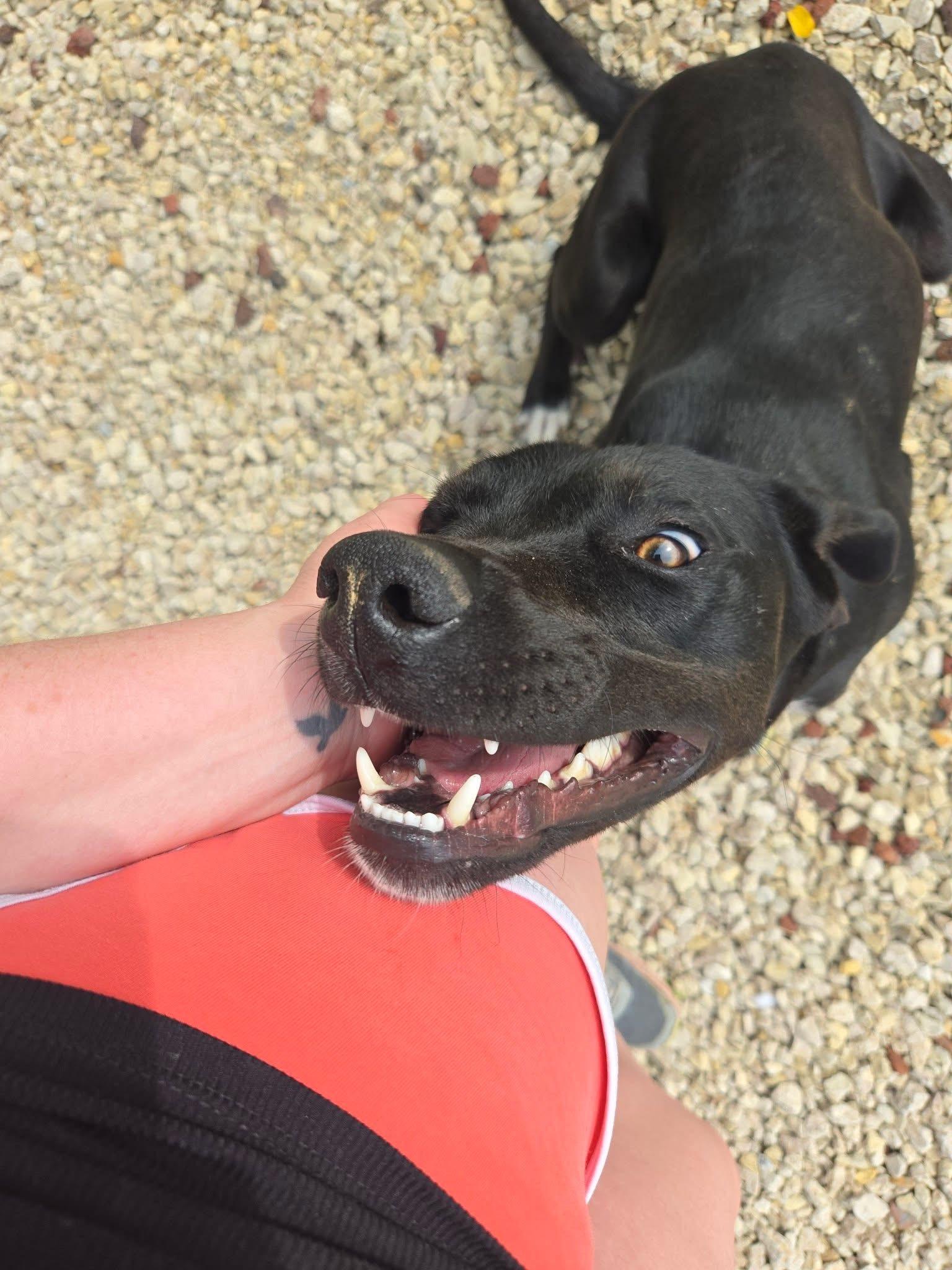 Enlarge Huxley, a ADOPTABLE mixed breed in Manhattan, KS image 3/6